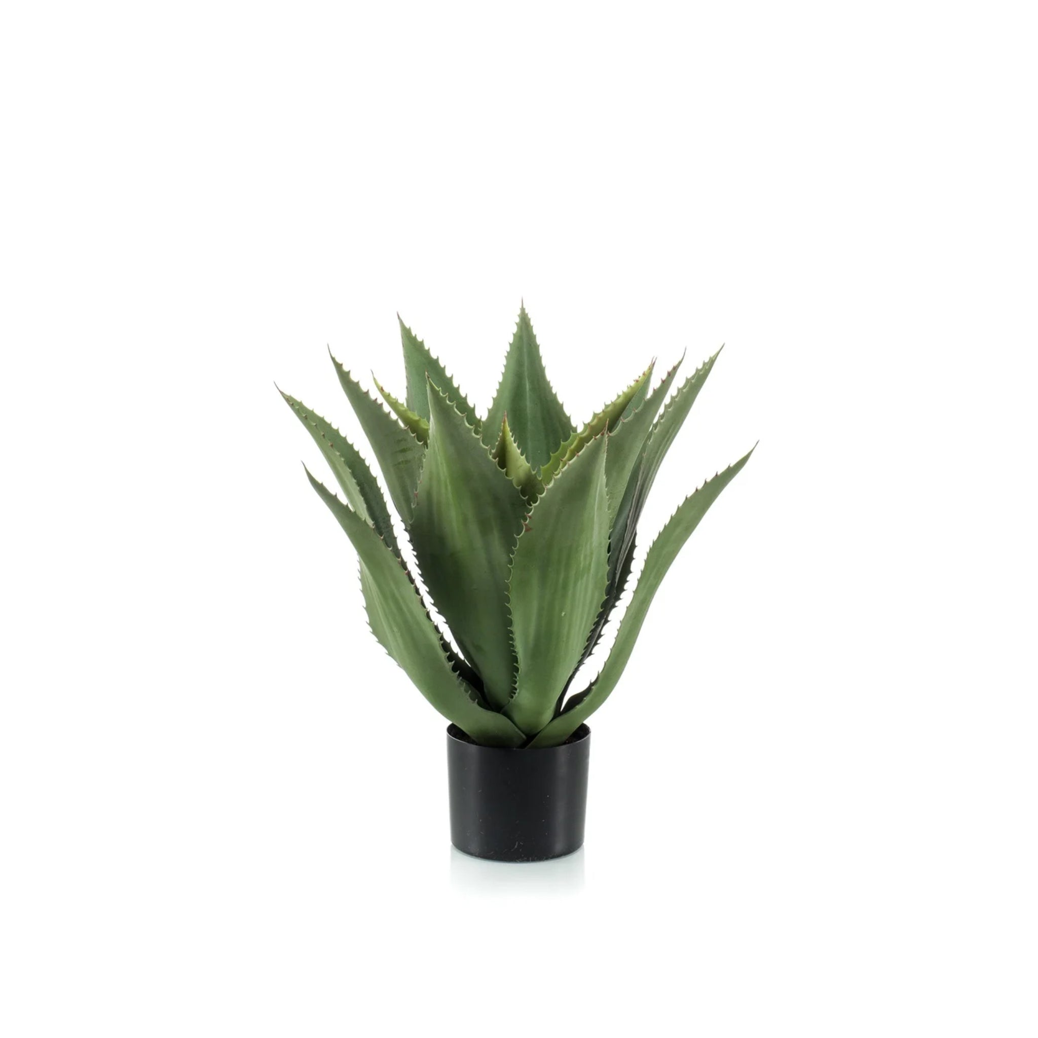 Agaveboom 55cm