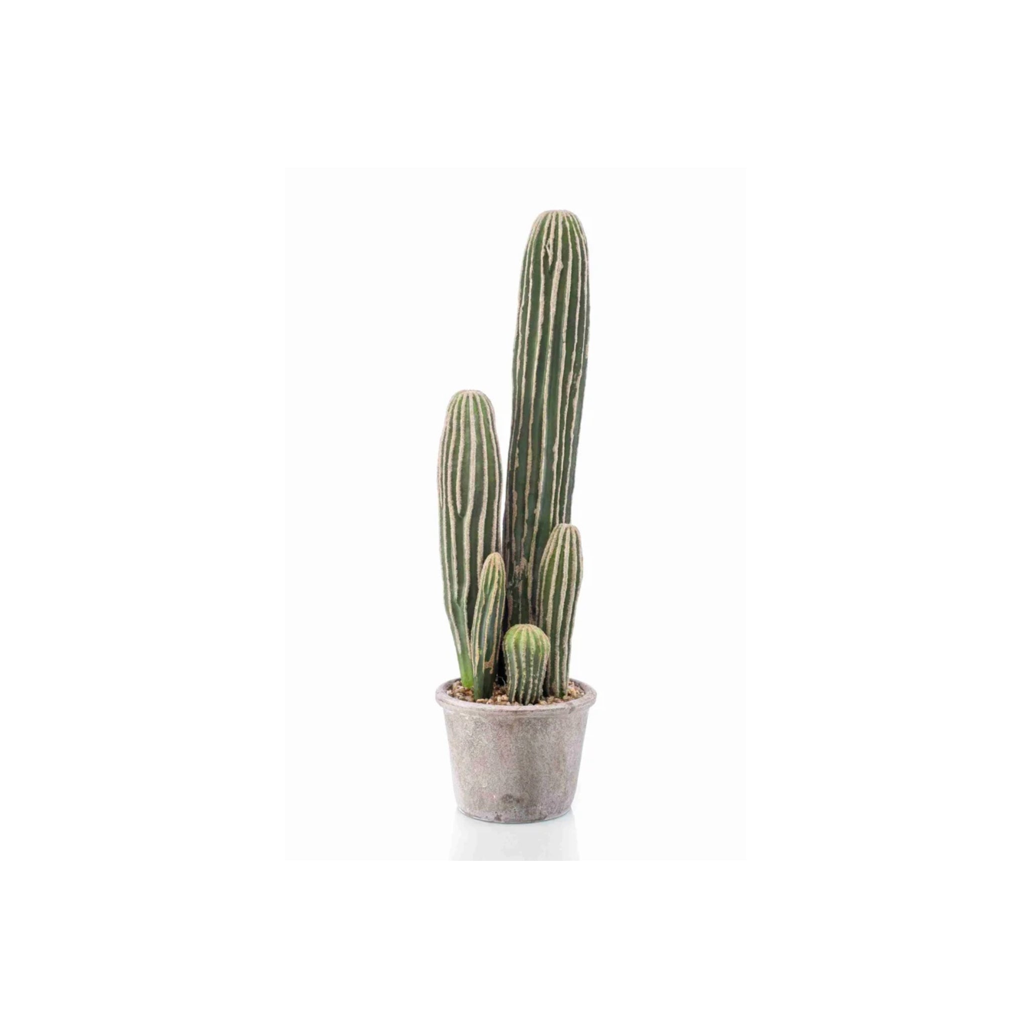 Cactus San Pedro en Maceta Gris 57cm