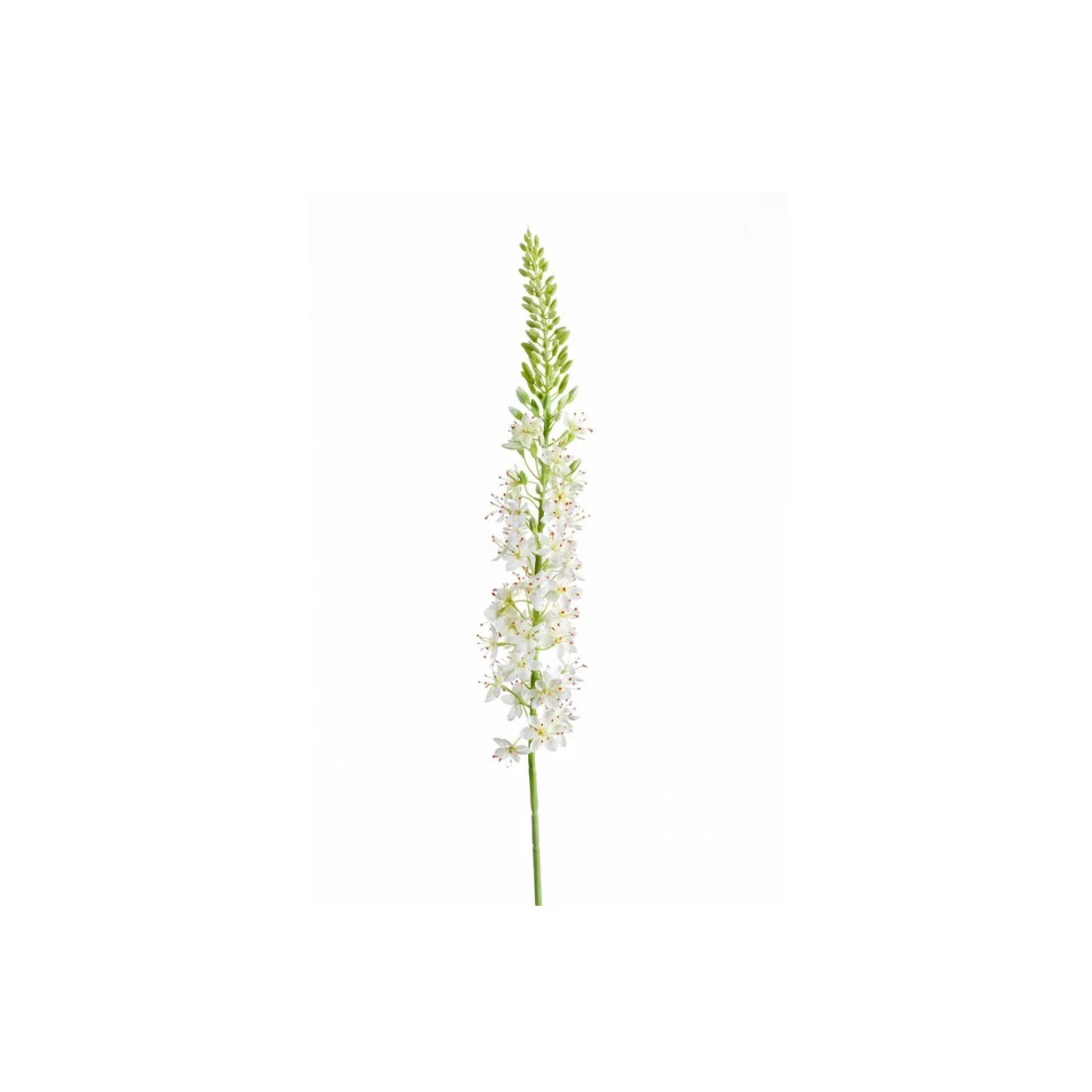 Eremurus Spray 105cm | Crema