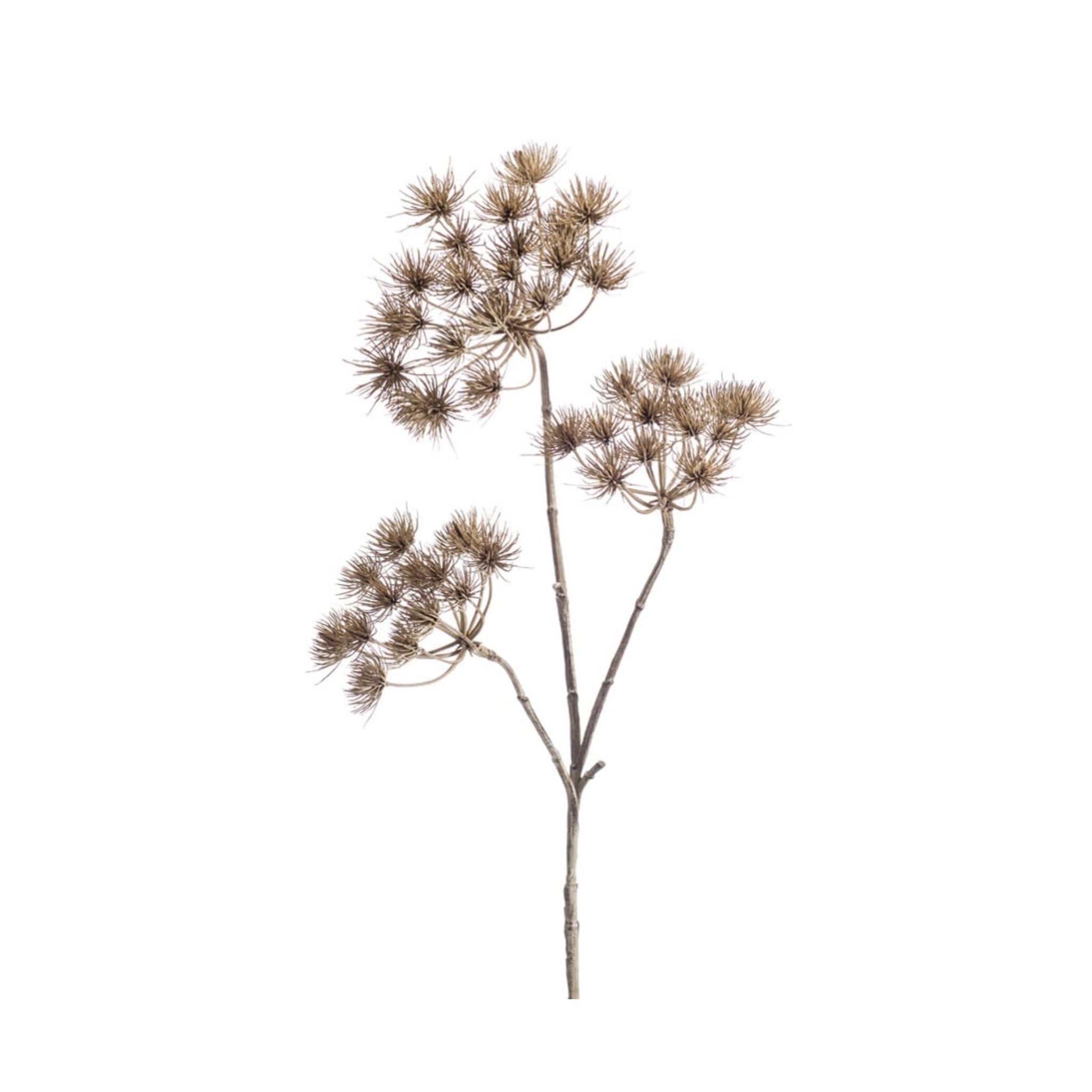 Heracleum Branch 102cm