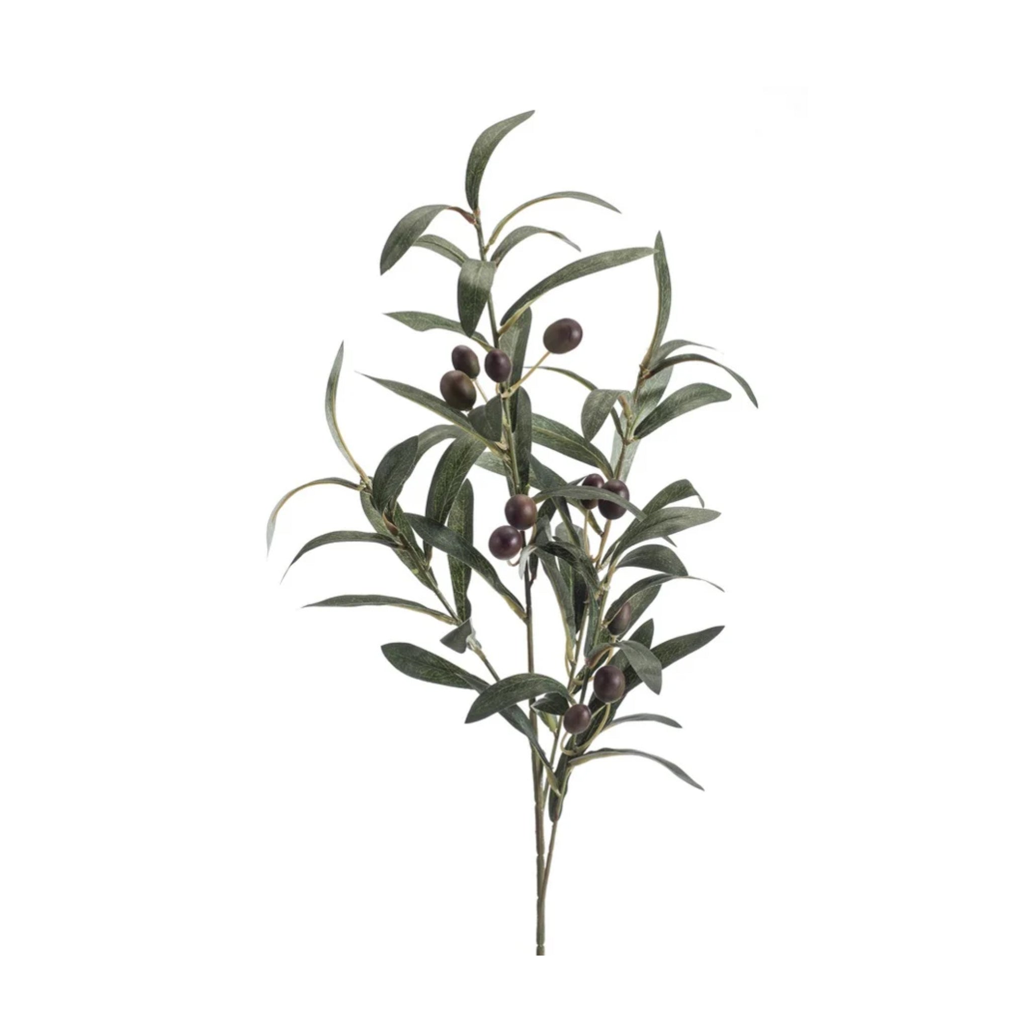 Rama de oliva de 75 cm