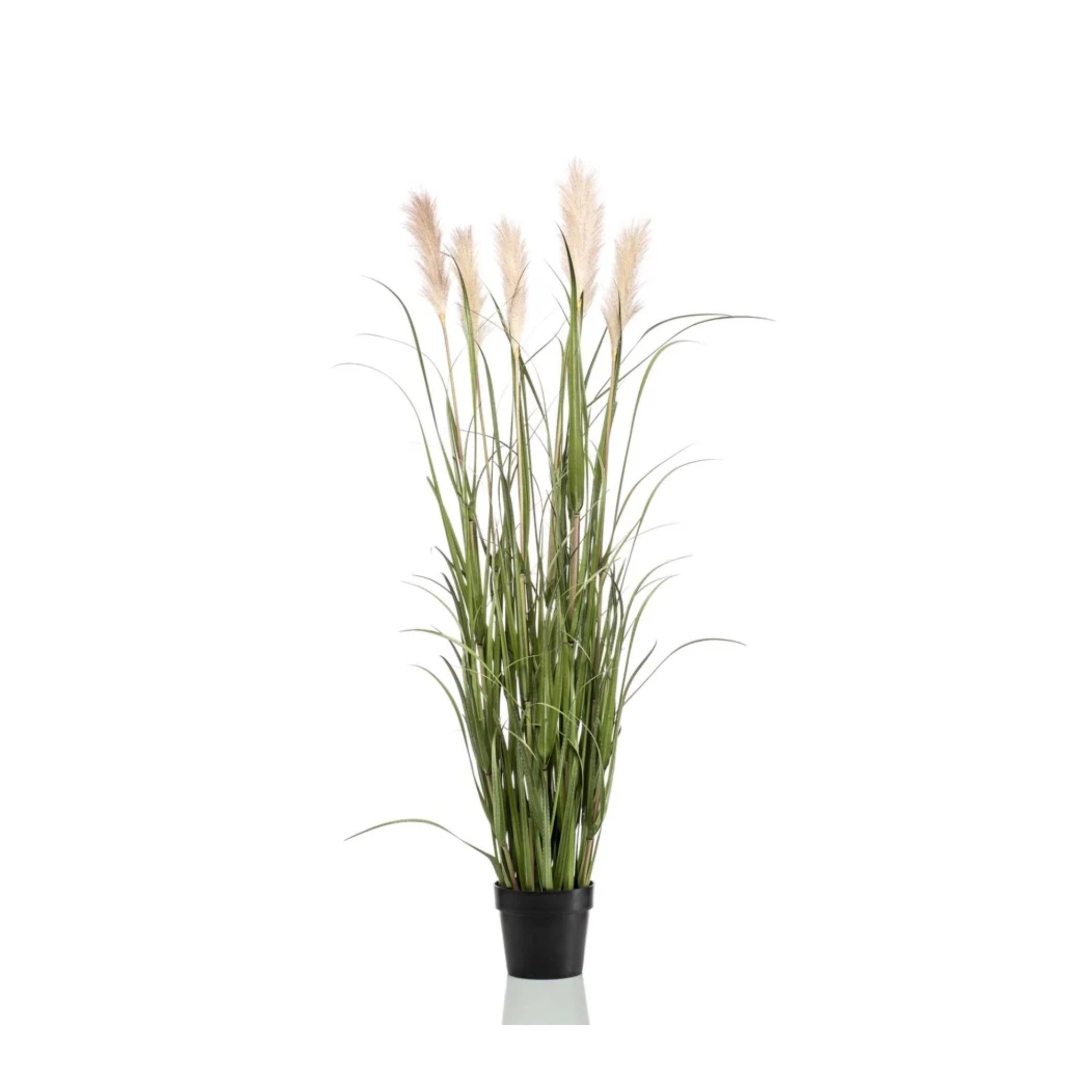 Hierba de la pampa 130cm